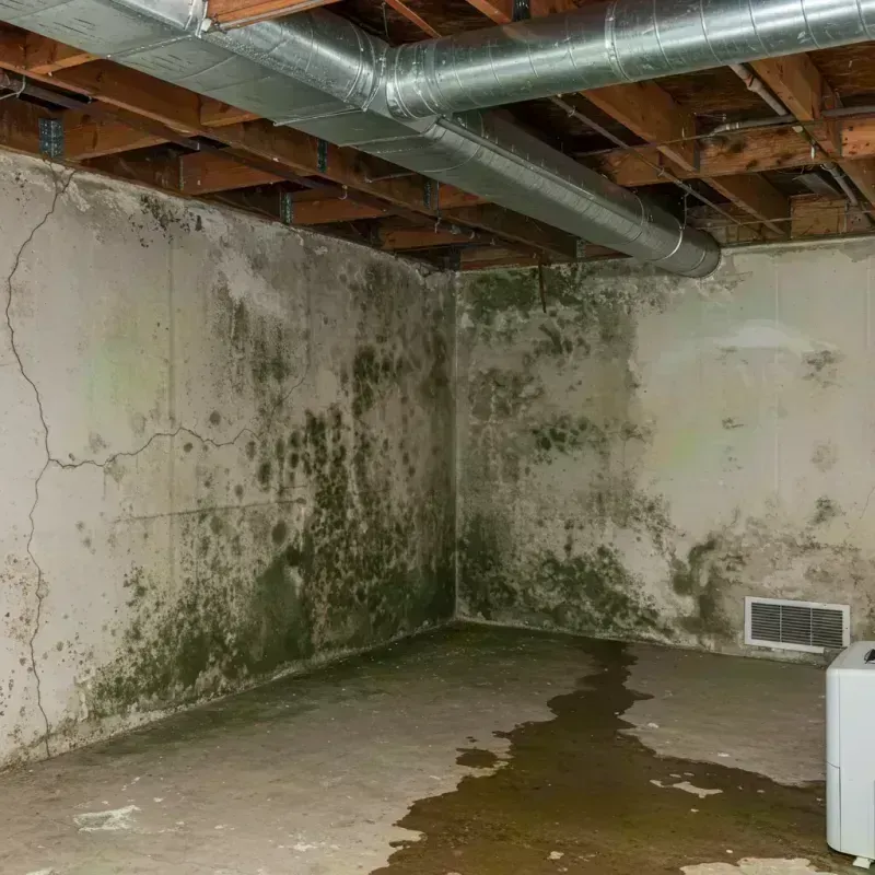 Professional Mold Removal in Commerce, GA